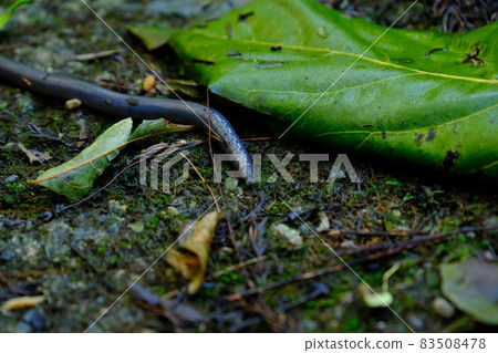 西博爾德蚯蚓 西博爾德蚯蚓 83508478