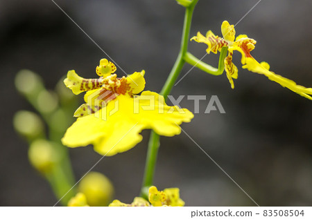 Onsymous Onsymous 83508504