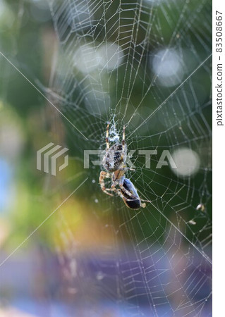 Cross spider in a spider web against a green and yellow blurred background 83508667