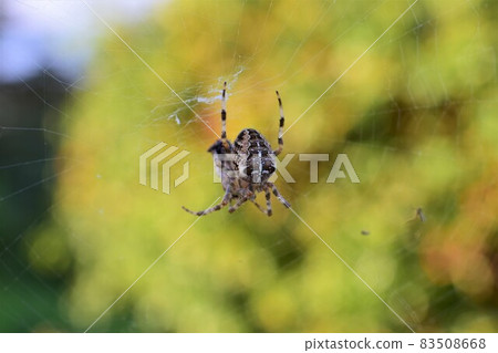 Spider web between green plants as a close up 83508668