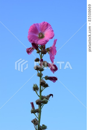 Pink Hollyhock against a clear blue sky 83508669