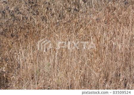 Long dry yellow grass as background at autumn. 83509524