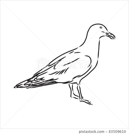 Seagull Albatross bird in flight with open wings sketch vector graphics black and white drawing 83509610