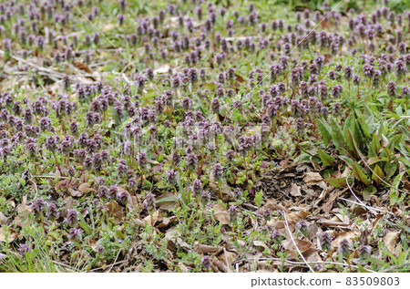 Himeodoricosoum Himeodoricosoum 83509803