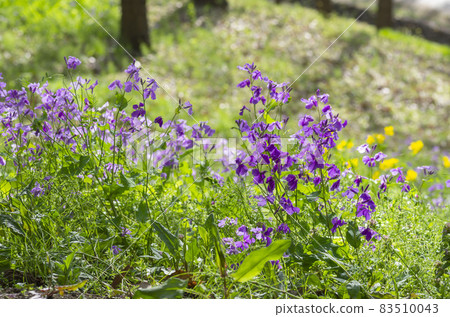 Murasakihanana Murasakihanana 83510043