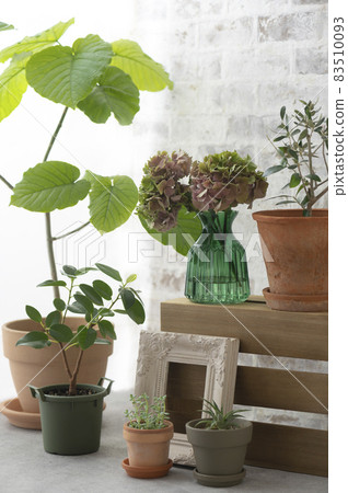 Ficus and green candles Ficus and green candles 83510093