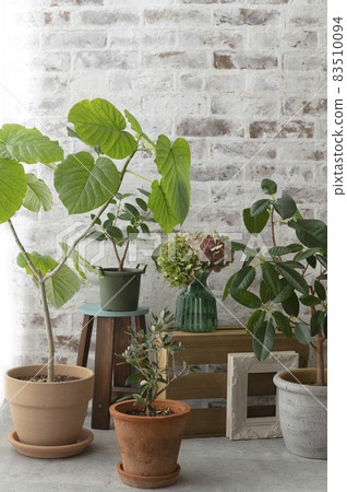Ficus and green candles Ficus and green candles 83510094