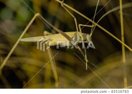 Image of a white grasshopper locust in a meadow, closeup 83510783