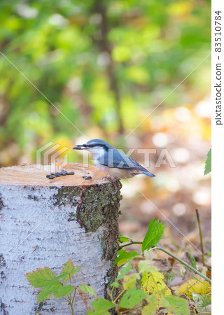 Bird nuthatch sits on a birch stump in the autumn forest 83510784
