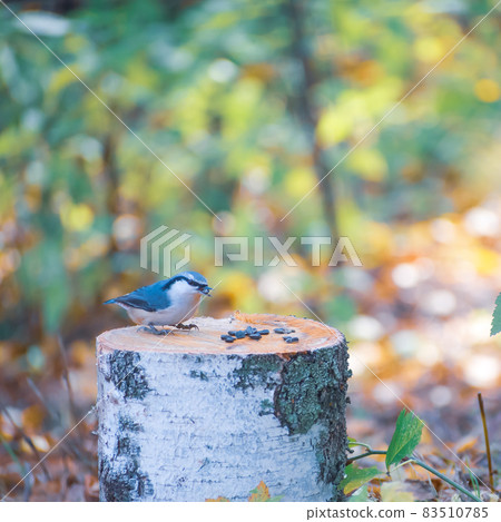 Bird nuthatch sits on a birch stump in the autumn forest Bird nuthatch sits on a birch stump in the autumn forest 83510785