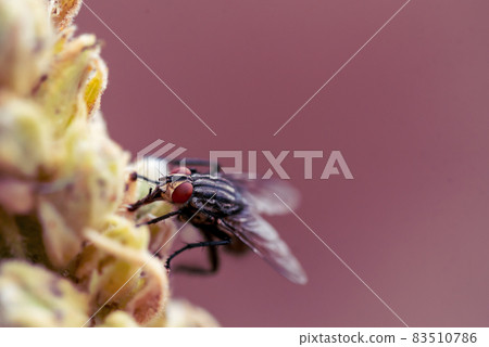 Closeup of a housefly sitting on a plant in the garden Closeup of a housefly sitting on a plant in the garden 83510786