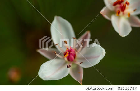 Butomus is an umbrella-shaped flowering plant growing on the shores of water bodies Butomus is an umbrella-shaped flowering plant growing on the shores of water bodies 83510787