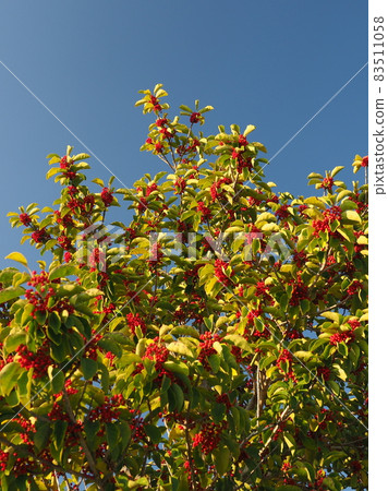 Kuroganemochi (for lucky charm and autumn image) Kuroganemochi (for lucky charm and autumn image) 83511058