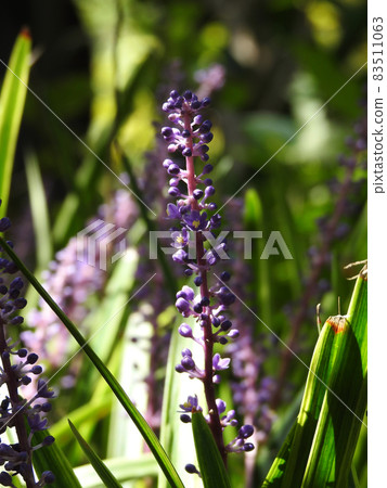 Lily turf beginning to bloom Lily turf beginning to bloom 83511063