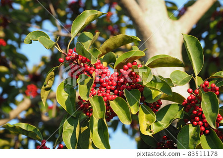 Kuroganemochi (for lucky charm and autumn image) 83511178