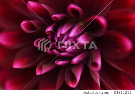 Dahlia, flower close-up, dark burgundy petals Dahlia, flower close-up, dark burgundy petals 83511251