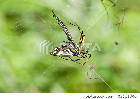 Nephila spider Nephila spider 83511306