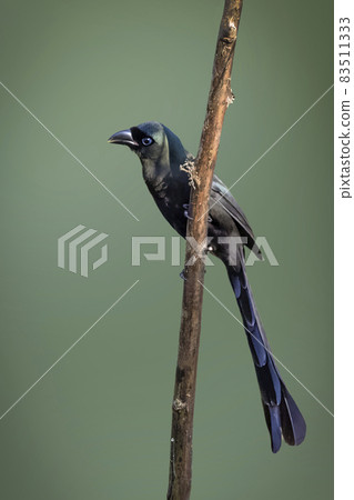 Image of Racquet-tailed Treepie (Crypsirina temia) perched on a branch on nature background. Bird. Animals. Image of Racquet-tailed Treepie (Crypsirina temia) perched on a branch on nature background. Bird. Animals. 83511333