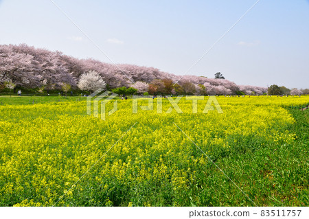 Sakurakei Satte Gongendo Park 83511757