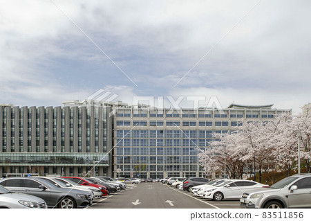 高麗大學停車場周圍的櫻花 83511856