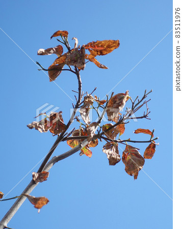 Winter image (dead leaves and dead trees) 83511976
