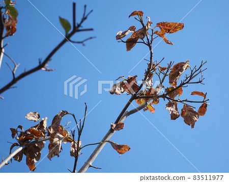 Winter image (dead leaves and dead trees) 83511977