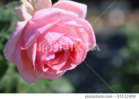 Rose (Hamamirai) Rose (Hamamirai) 83512408