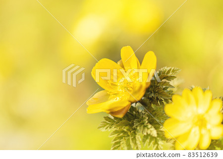 村里的野花預示著春天的到來 村里的野花預示著春天的到來 83512639