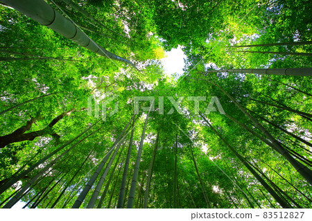 Japanese garden: Scenery of sunlight shining through the bamboo grove looking up from below Japanese garden: Scenery of sunlight shining through the bamboo grove looking up from below 83512827
