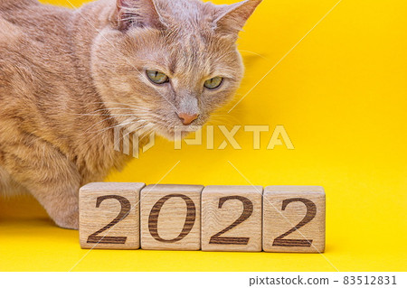 A red cat next to a wooden blocks with the numbers of the new year 2022 on a yellow A red cat next to a wooden blocks with the numbers of the new year 2022 on a yellow 83512831