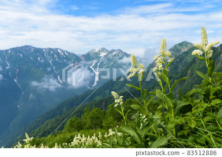 在山頂上的花田 83512886
