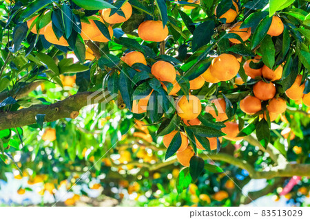 食慾的秋天一起狩獵橙子 食慾的秋天一起狩獵橙子 83513029