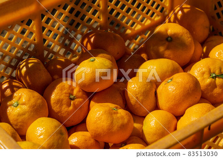 食慾的秋天一起狩獵橙子 食慾的秋天一起狩獵橙子 83513030