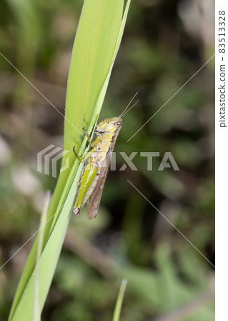 Locust Locust 83513328