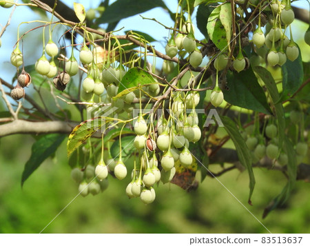 Styrax japonicum Styrax japonicum 83513637