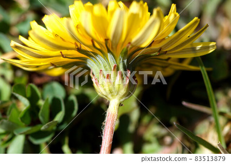 蒲公英膨脹彈簧 蒲公英膨脹彈簧 83513879