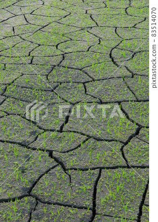 Scenery of cracked paddy fields Scenery of cracked paddy fields 83514070