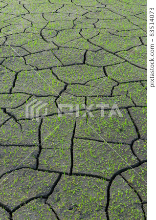 Scenery of cracked paddy fields Scenery of cracked paddy fields 83514073