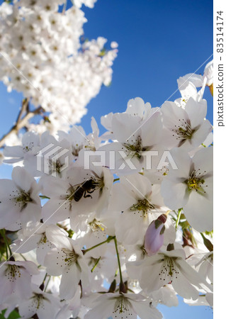 Bees in full bloom cherry blossoms and petals 83514174