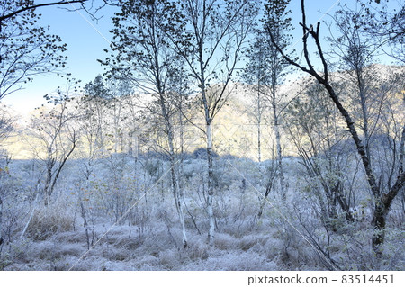 Morning of Tashiro Mire 83514451