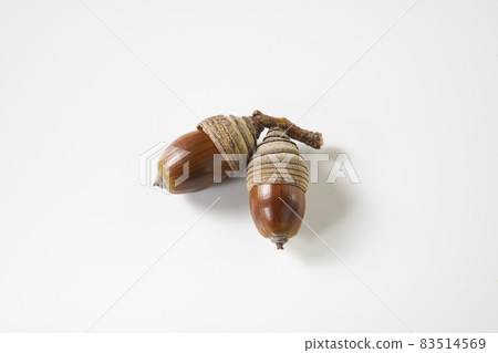 Acorn's acorn 83514569