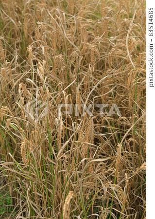 水稻白葉枯病圖像 83514685