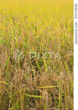 水稻白葉枯病圖像 83514686