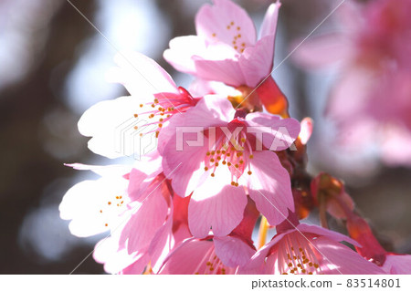 Okame Sakura Pink March 83514801