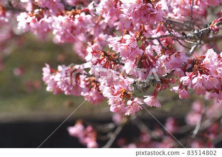 Okame Sakura Pink March Okame Sakura Pink March 83514802