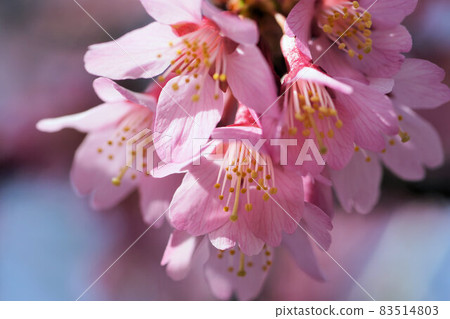 Okame Sakura Pink March 83514803