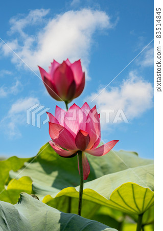 滋賀縣草津市水生植物園 蓮花 滋賀縣草津市水生植物園 蓮花 83514845