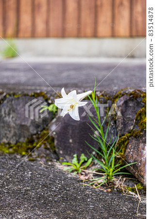 Yuri blooming from concrete 83514878