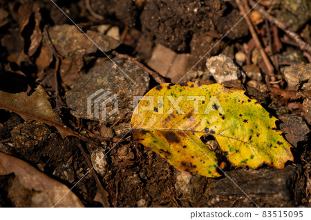 Dead leaves Dead leaves 83515095