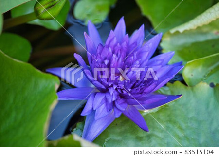 熱帶藍色睡蓮 熱帶藍色睡蓮 83515104